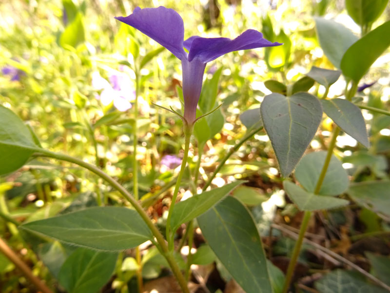 Vinca major (subsp. hirsuta?) - Apocynaceae